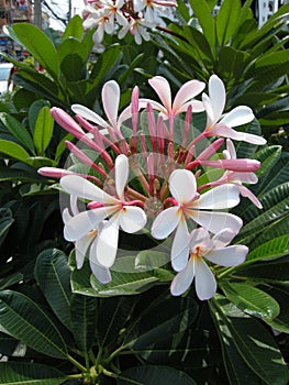 Frangipanni (Plumeria rubra)