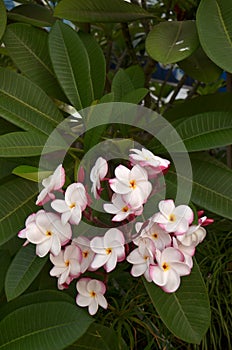 Frangipanni (Plumeria rubra)