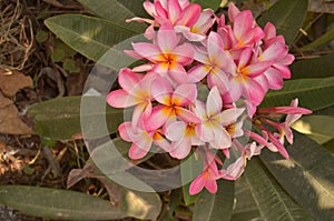 Frangipanni (Plumeria rubra)