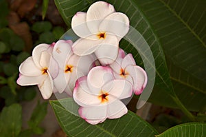 Frangipanni (Plumeria rubra)