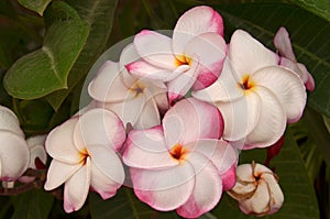 Frangipanni (Plumeria rubra)