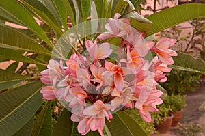 Frangipanni (Plumeria rubra)