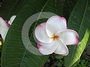 Frangipanni (Plumeria rubra)