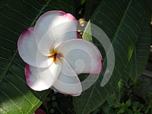 Frangipanni (Plumeria rubra)