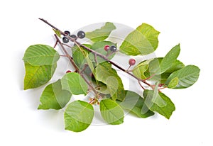 Frangula alnus, commonly known as the alder buckthorn, glossy bu