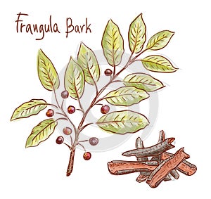 Frangula alnus twig and bark. Vector illustration.