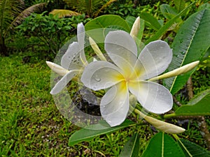 Franjipani flowers and buds growing in Niue