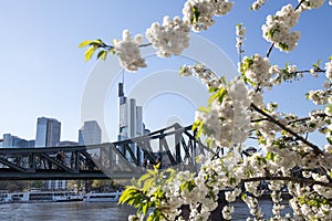 Frankfurt germany cherry blossom