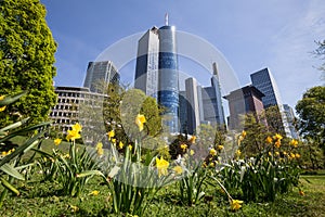 Frankfurt germany skyskraper in the spring