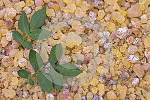 Frankincense Boswellia Papyrifera, resin and leaves, Incense f photo