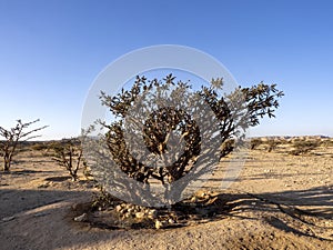 Frankincense shrub, Boswellia sacra, Wadi Dawkah, Oman photo