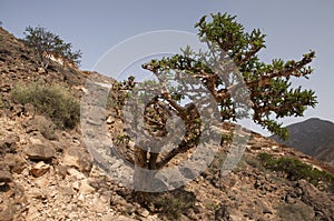 Frankincense tree