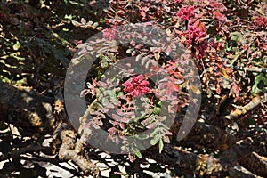 Frankincense tree in blossom photo