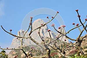 Frankincense tree in blossom photo