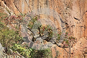 Frankincense tree in blossom photo