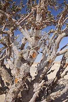 Frankincense tree