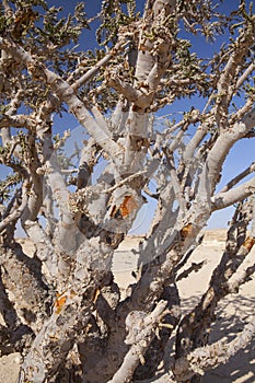 Frankincense tree photo