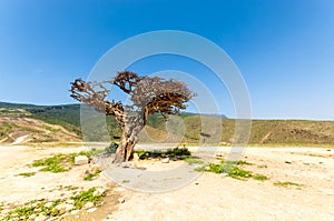 Frankincense tree in Salalah, Dhofar, Oman