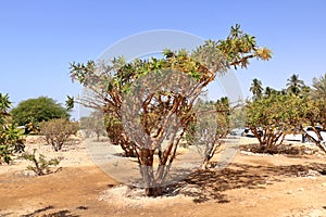 Frankincense trees in Dhofar mountains, Oman