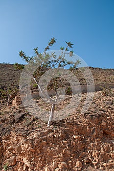 The frankincense trees of Wadi Dawkah, Oman