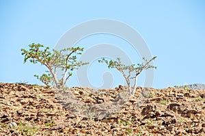 The frankincense trees of Wadi Dawkah, Oman