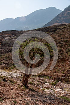 The frankincense trees of Wadi Dawkah, Oman