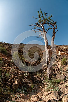 The frankincense trees of Wadi Dawkah, Oman