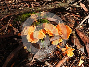 Franklin-Gordon Wild Rivers National Park, Tasmania