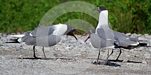 Franklin Gull, Larus pipixcan