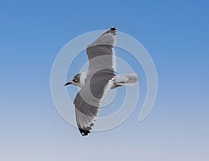 A Franklin\'s dove flying above White Rock Lake in Dallas, Texas.