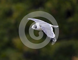 A Franklin\'s dove flying above White Rock Lake in Dallas, Texas.