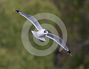 A Franklin\'s dove flying above White Rock Lake in Dallas, Texas.