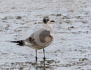 A Franklin\'s dove standing in shallow water near the spillway of White Rock Lake in Dallas, Texas.