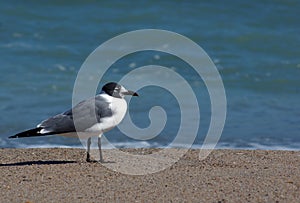 Franklin's gull