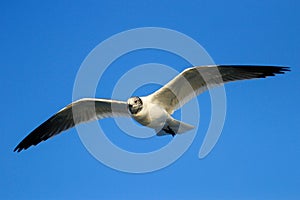 Franklin's Gull in flight
