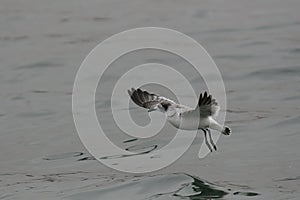 FranklinÂ´s gull flying over the ocean