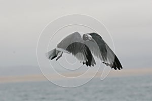 FranklinÂ´s gull flying over the ocean