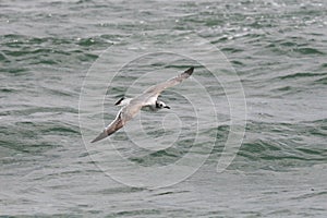 FranklinÂ´s gull flying over the ocean