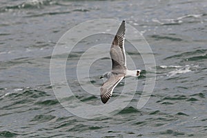 FranklinÂ´s gull flying over the ocean