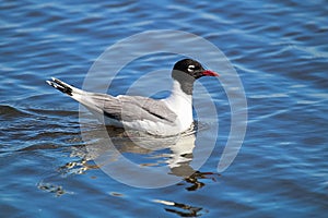 A Franklin`s Gull with its reflection in water