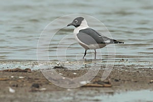 Franklin`s Gull - Leucophaeus pipixcan