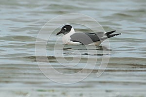 Franklin`s Gull - Leucophaeus pipixcan