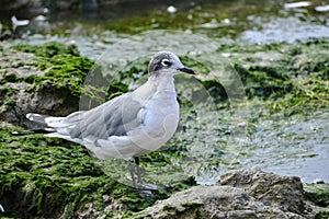 Franklin\'s Gull (Leucophaeus pipixcan