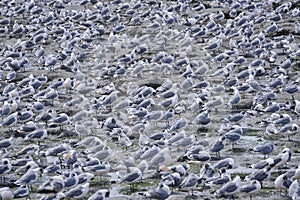 Franklin\'s Gull (Leucophaeus pipixcan