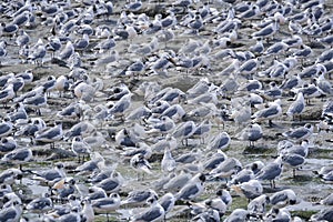 Franklin\'s Gull (Leucophaeus pipixcan