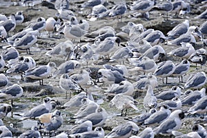 Franklin\'s Gull (Leucophaeus pipixcan