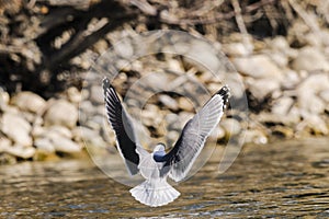 Franklin's Gull (Leucophaeus pipixcan)