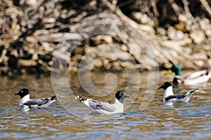 Franklin's Gull (Leucophaeus pipixcan)