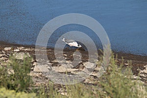 Franklin_s Gull Leucophaeus pipixcan 35