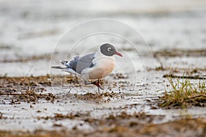 Franklin`s Gull Leucophaeus pipixcan photo